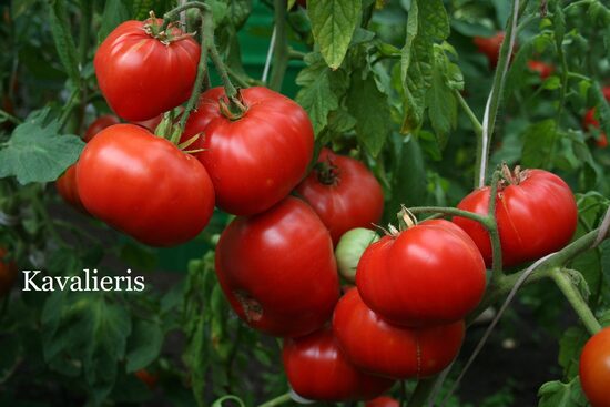 Senās šķirnes - mūsējās un kaimiņu